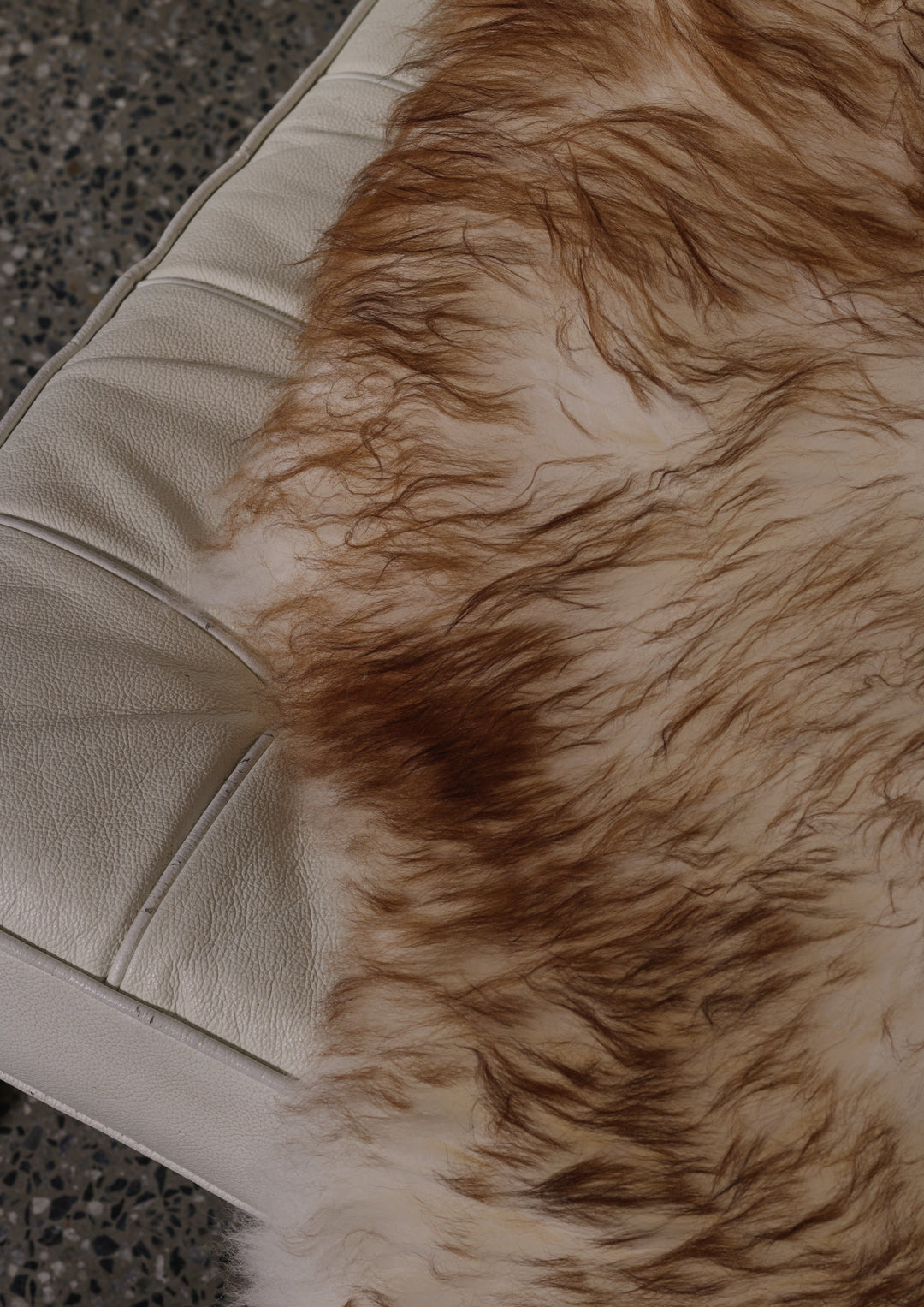 Mouflon sheepskin close up