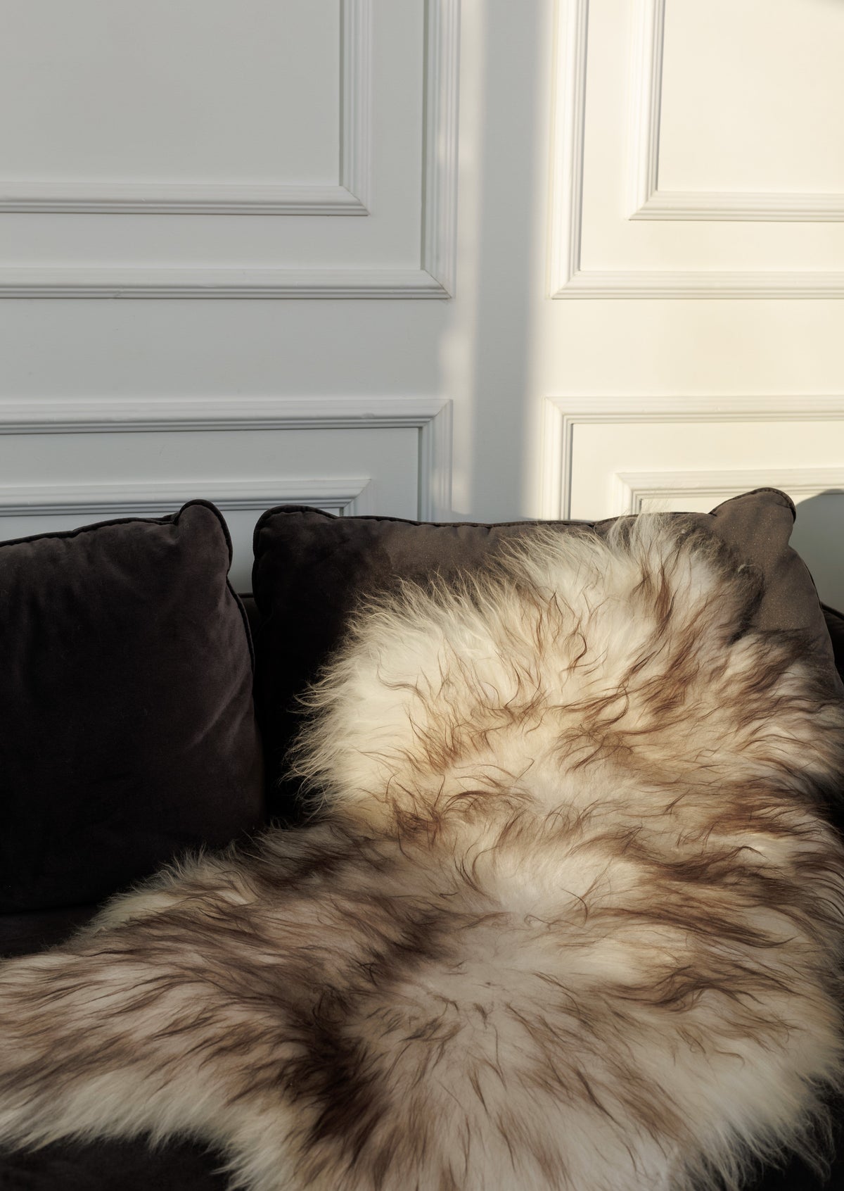 Icelandic mouflon sheepskin close up